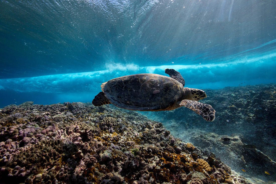 海洋塑料是如何影响海龟的？
